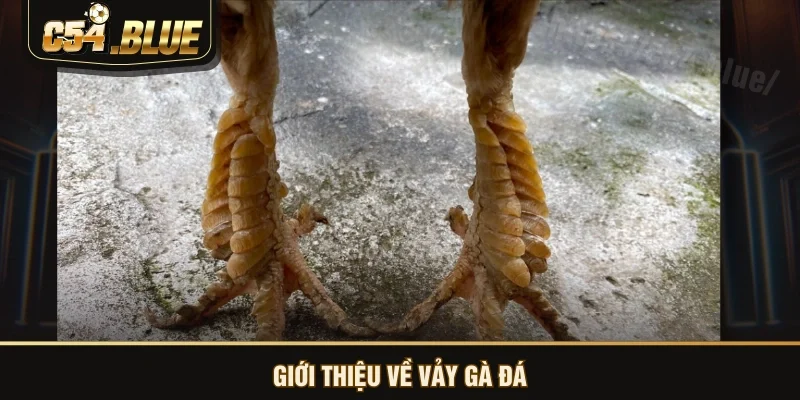 Giới thiệu về vảy gà đá