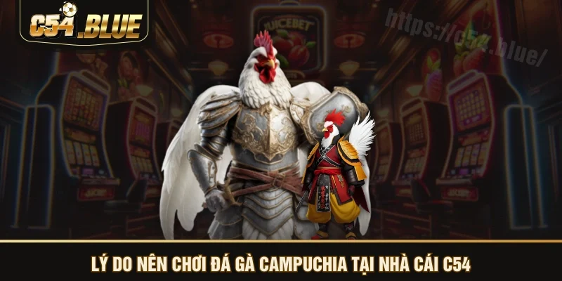 Lý do nên chơi đá gà Campuchia tại nhà cái C54
